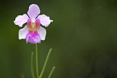 Eine Orchidee 'Vanda Miss Joaquim'