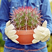 A round cactus in a flower pot