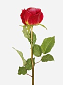 An artificial rose