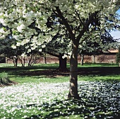 weiße Blüten an einem Baum