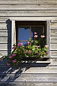 Pink geraniums in a window box of a wooden house in Vals