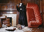 A stuffed bear surrounded by upturned furniture and feathers