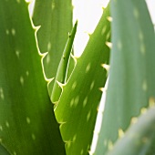 Aloe vera (close-up)