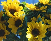 Ornamental sunflowers