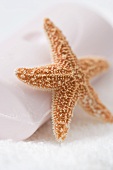 Starfish with soap