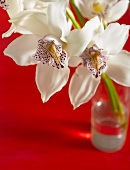 weiße Orchideenblüten in Glasvase