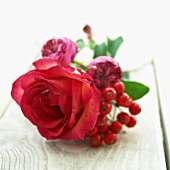 Roses with red berries