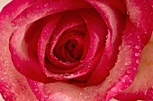 Rosenblüte mit Wassertropfen (Close Up)
