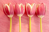 Tulpenblüten vor rosa Hintergrund