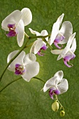 weiße Orchideen (Phalaeonopsis) vor grünem Hintergrund