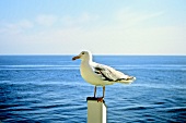 Seagull on a post