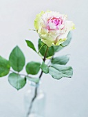 Ein weiße Rose