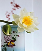 White water lily in enamelled tea caddy