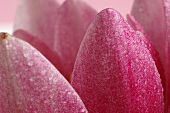 Pinkfarbene Seerose (Close-up)