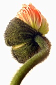 Eine Mohnblume