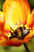A tulip (close-up)