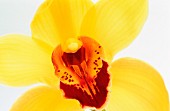 Eine gelbe Orchidee (Close-Up)