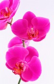 Orchideen (Close-Up)