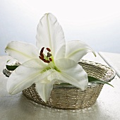 White lily in basket