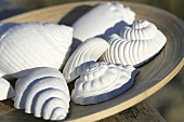 Plaster sea shells