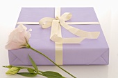 Gift in purple wrapping paper and white rose