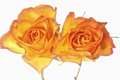 Zwei gelbe Rosen