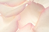 Rosenblütenblätter (Close Up)
