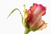 Rosa Rose, Close Up