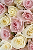 Rosen (rosa und weiss), bildfüllend