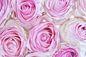 Pink roses (overhead view)
