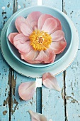 Peony in blue soup plate