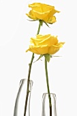 Two yellow roses in glass vases