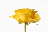 Yellow rose with drops of water