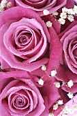 Rosenblüten mit Schleierkraut (Close up)