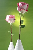 Rosen in Vasen