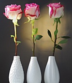 Drei Rosen in Vasen