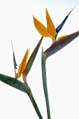 Bird-of-paradise flowers