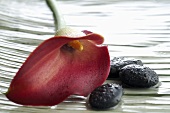 Red calla lily and stones with drops of water