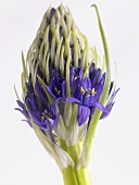 Blaulauch (Allium caeruleum)