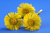 Coltsfoot flowers