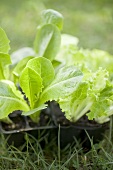 Salatpflanzen in Plastiktöpfen auf Wiese