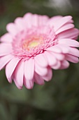 Pink gerbera (close-up)
