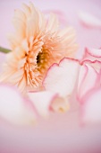 Rose petals and gerbera