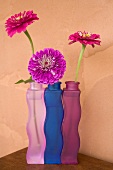 Zinnias in coloured vases