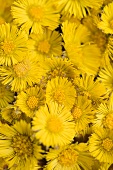 Coltsfoot flowers (full-frame)