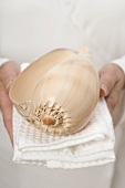 Hands holding large shell on white towel