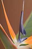 Strelitzie (Paradiesvogelblume)