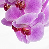 Pinkfarbene Orchideen (Close Up)
