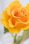 Gelbe Rose mit Tautropfen