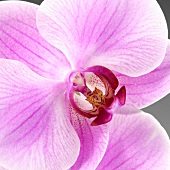 Orchidee (Close Up)
